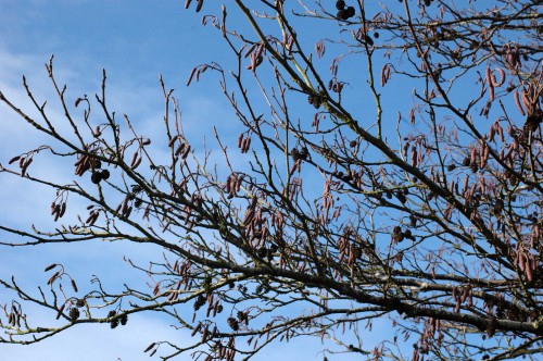 Alder tree with both fresh male and old female catkins 