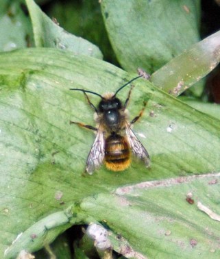 Red Mason Bee