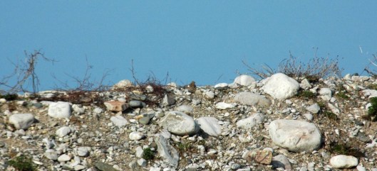 Linnets on the raised stony sea bank 