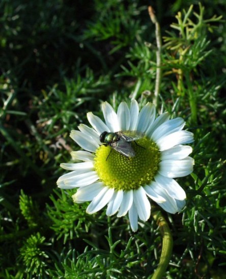 A green-bottle fly on Sea Mayweed flower
