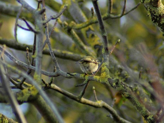 A rear view of one of a pair of goldcrest