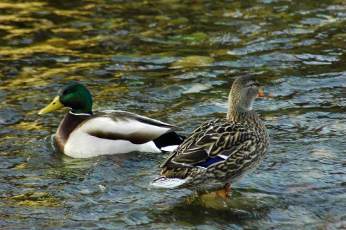 Mallard pair