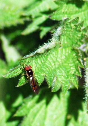 150421TGNW-BE1-Chequered Hoverfly(m) -Melanstoma scalare