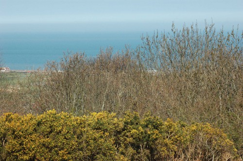 Gorse fully in flower 