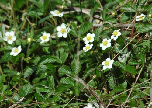 Wild Strawberry plant in flower