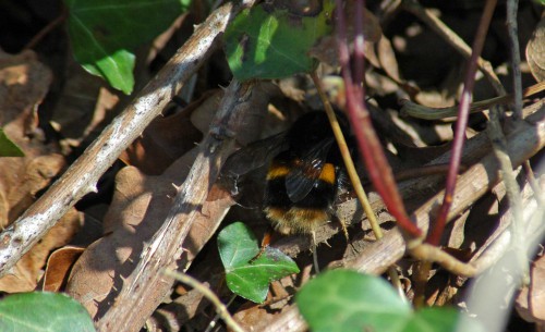 Buff-tailed bumblebee queen on the ground