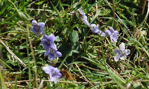Common Dog Violet- Viola riviniana