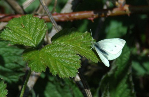 Small White (f) on bramble leaf