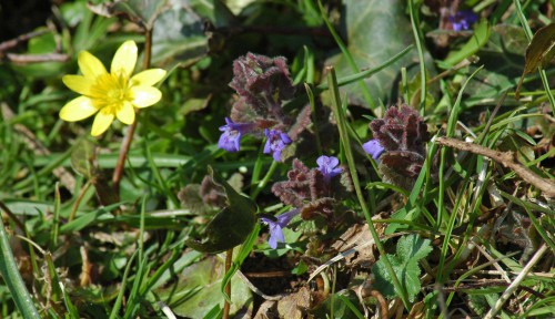 Ground Ivy-Glechoma hederacea
