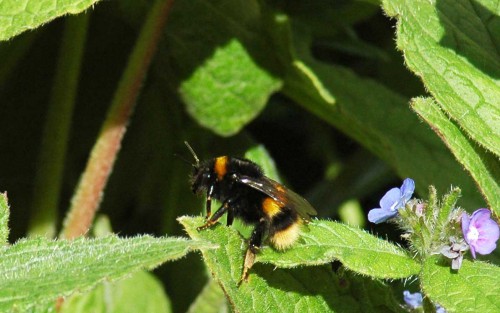 Buff-tailed bumblebee