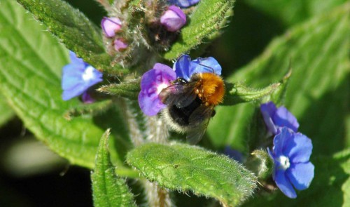 Tree bumblebee burdened with mites
