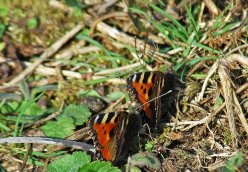 150424TG-BE336-Two tortoiseshells