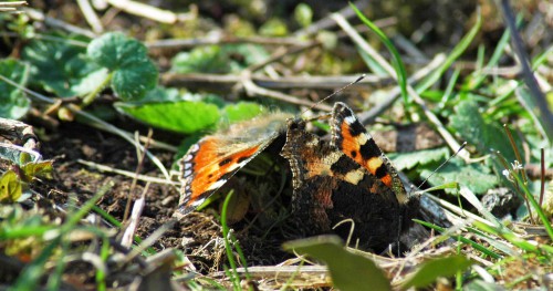 150424TG-BE337-Two tortoiseshells