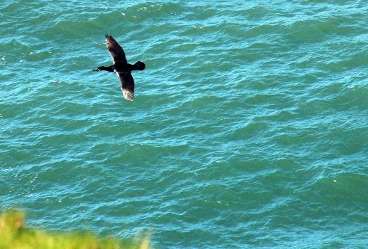 Cormorant flying past cliff