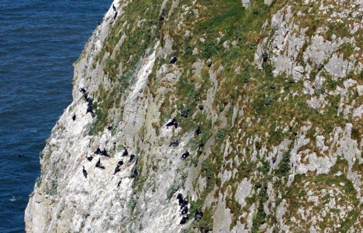 A closer view of the area most of the birds were gathered in