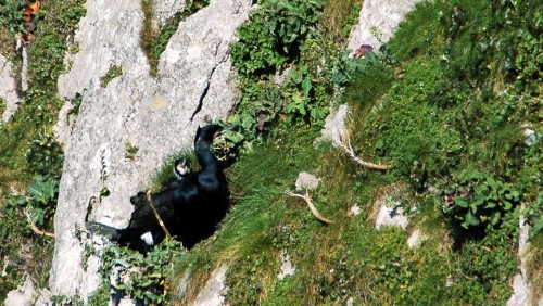 A pair of birds nesting amongst wild cabbage plants