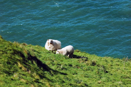 A ewe with her lamb on the slope of the cliff edge