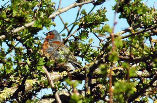 Male Chaffinch singing and preening