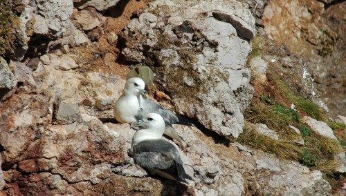 Fulmar pair sitting on cliff edge