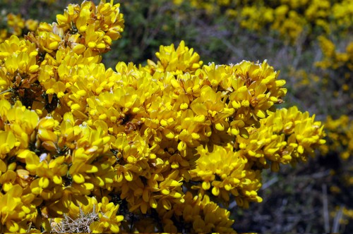 Every gorse bush was packed tight with blossoms