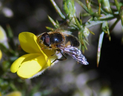 Eristalis Hoverfly nectaring on gorse flower