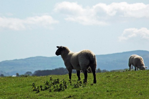 A sheep pauses from grazing in the enclosed field to admire the view