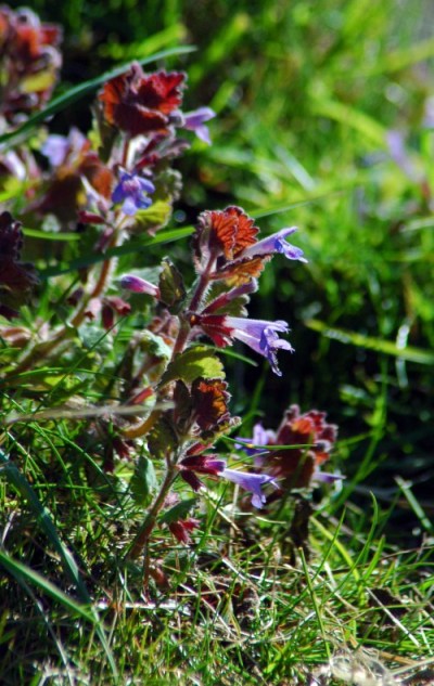 Ground Ivy