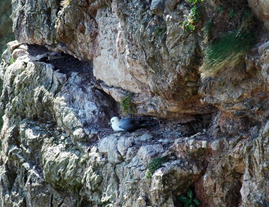 Fulmar nest on cliff nearer the sea