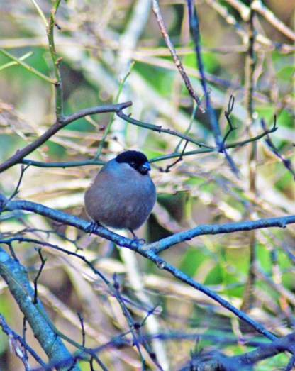 The female Bullfinch has a pink-buff coloured breast 