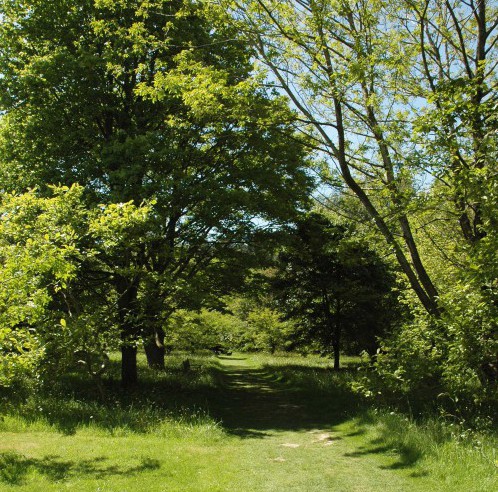 To the wilder side of the garden