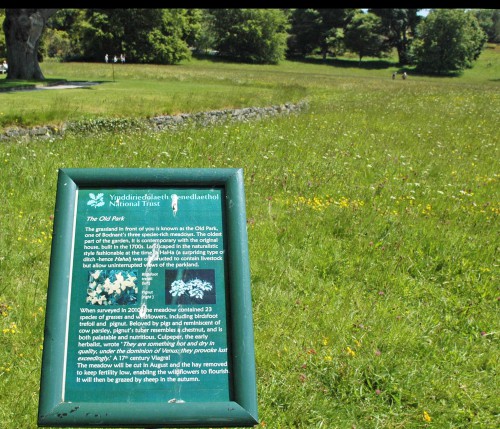 The wildflower meadow 