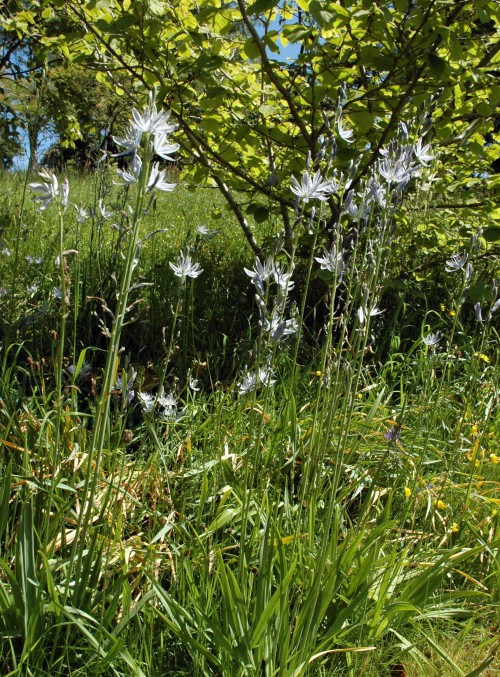 From their appearance I think these are a species of Asphodel