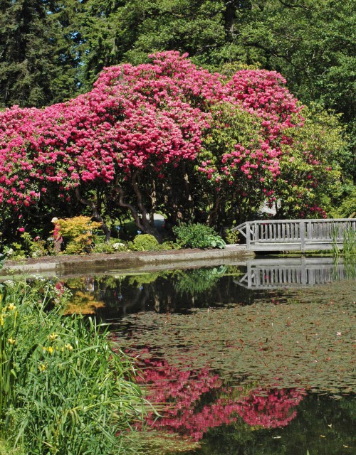 across the Skating Pond