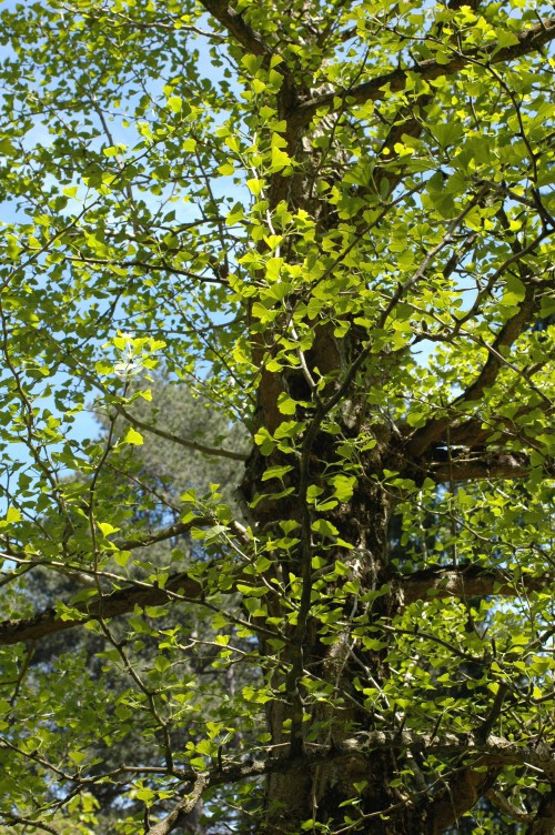 A Ginko Biloba tree