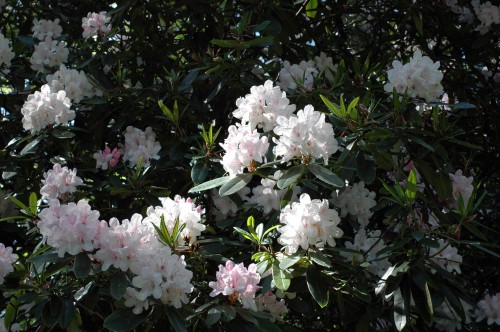 Pink-tinges white rhododendron