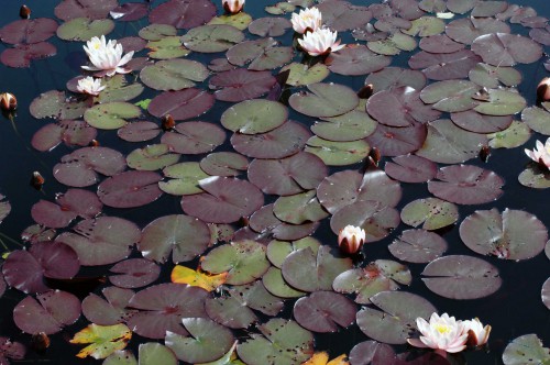 water lilies in the formal pools of the terrace gardens