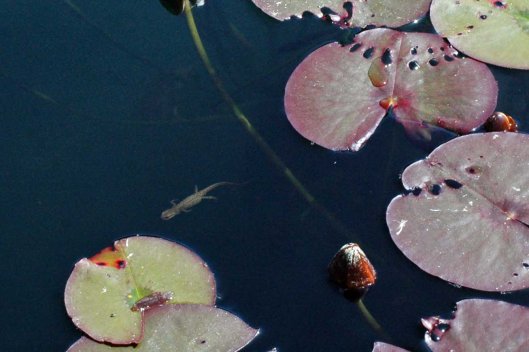 Newt in a lily pond