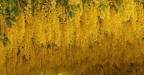 There was hardly a space between the glorious panicles of blossoms