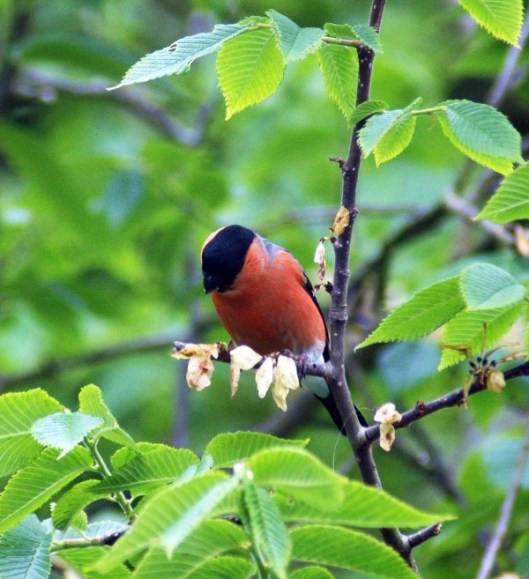 A good view of the birds black cap and bill