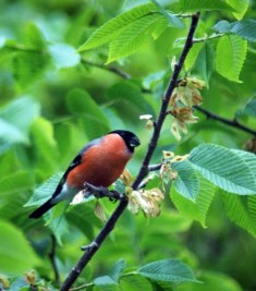 Bullfinch male