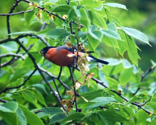 Not noted for its agility, the Bullfinch managed to reach and eat rather a lot