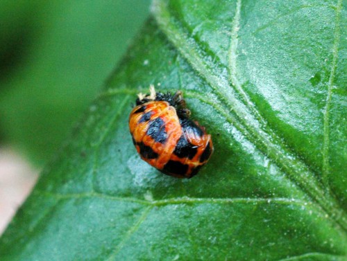An emerging Harlequin ladybird
