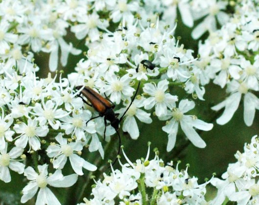 Longhorn beetle-Stenurella melanura - Stenurella melanura