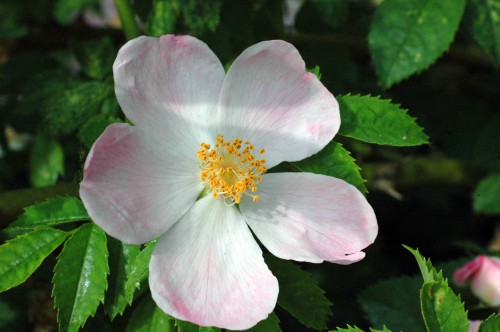 Dog Rose-