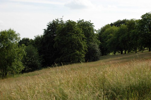 Long grass on the hillside of Alexandra Palace Park