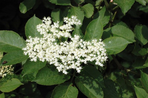 Elderflower blossom