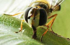 150712-hvfly-Scaeva pyrastri (12)a