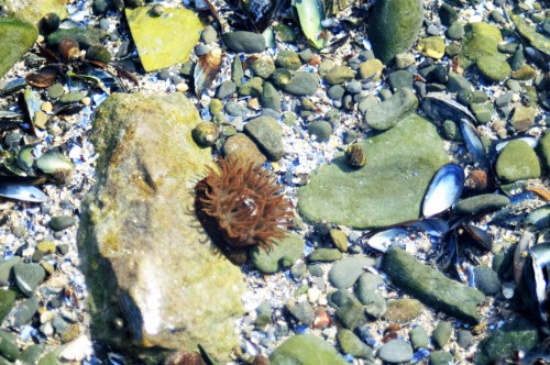 A flower of the sea -Beadlet anemone - Actinia equina