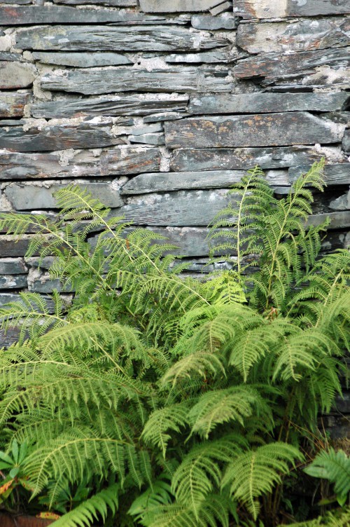 And outside a beautiful fern softens the slate wall