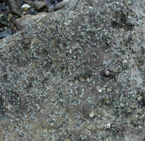 Barnacles and winkles cover the surface of a rock